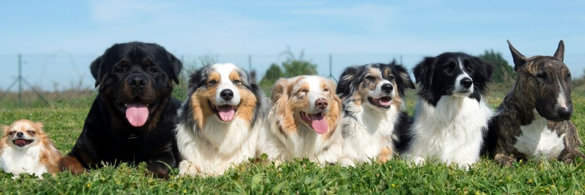 Quando os cachorros são mais do que pets