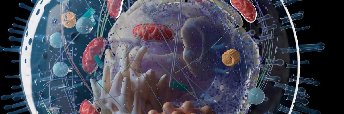 Tratamento de doação mitocondrial: esperança para evitar doenças genéticas em bebês