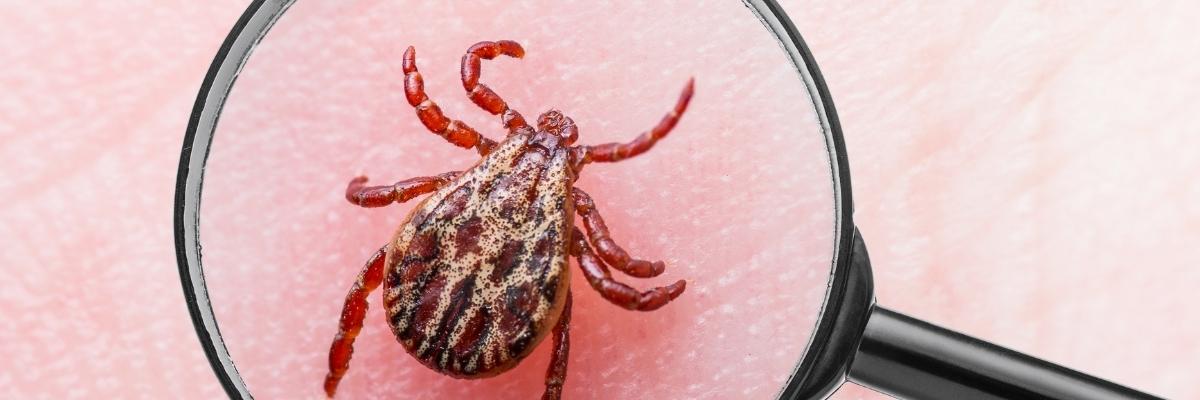 Como proteger seu filho de carrapatos após passeios ao ar livre